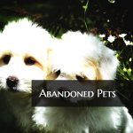 Abandoned Pets